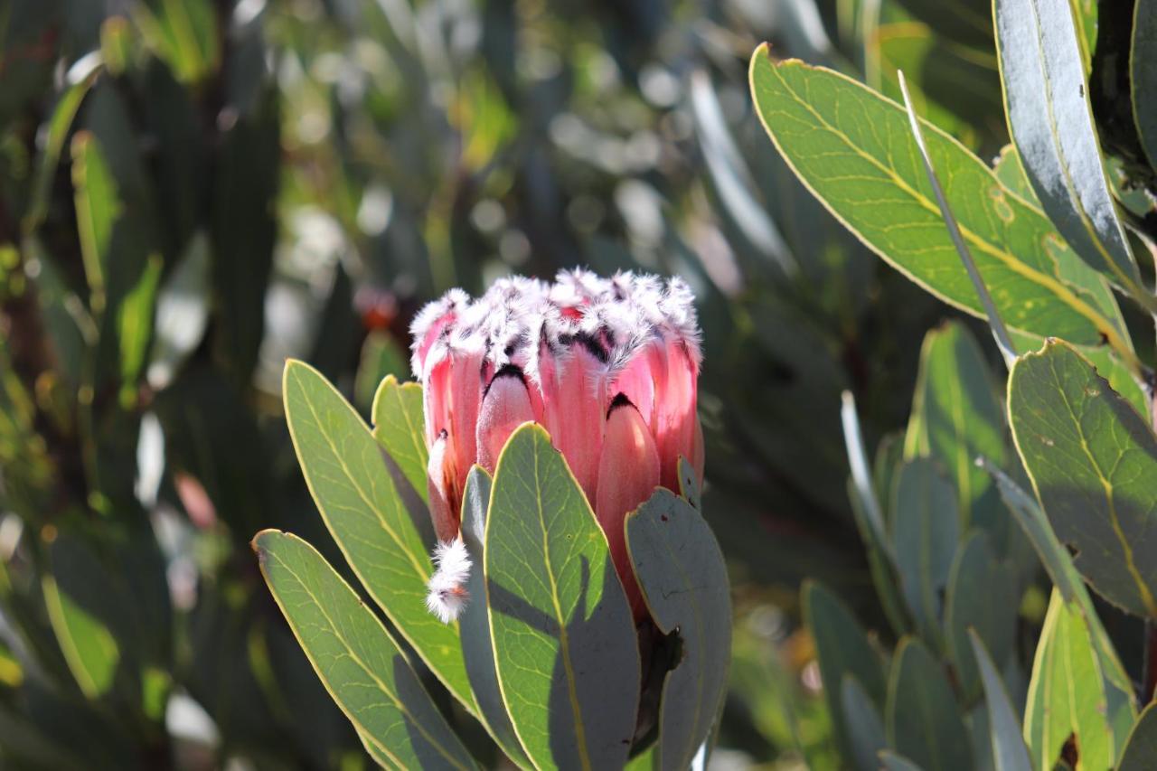 Highlands Eco Estate Hotel Piketberg Buitenkant foto